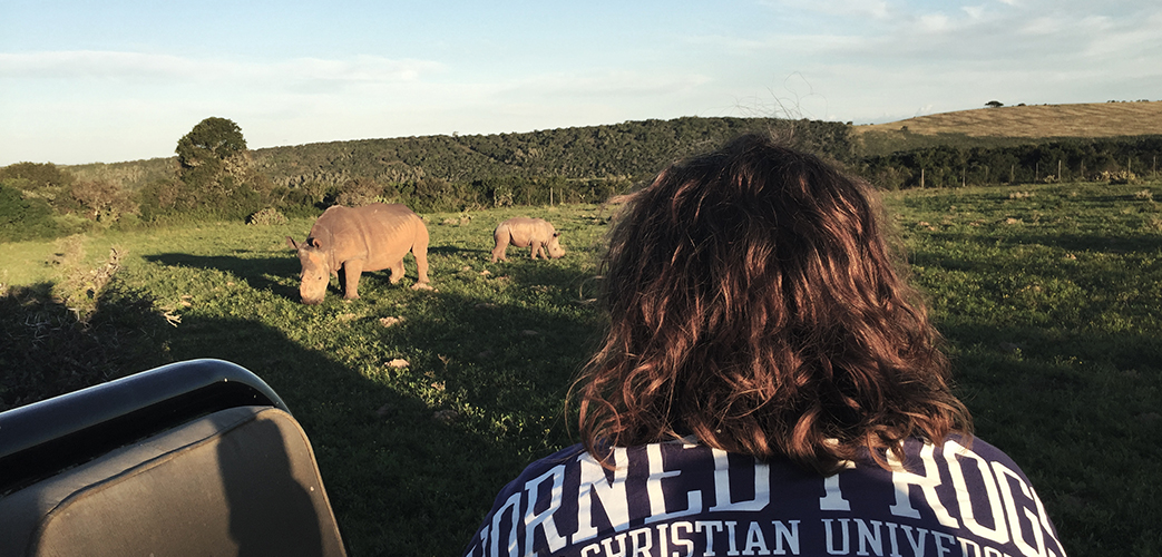 Person watching two rhinos graze in a small field of grass