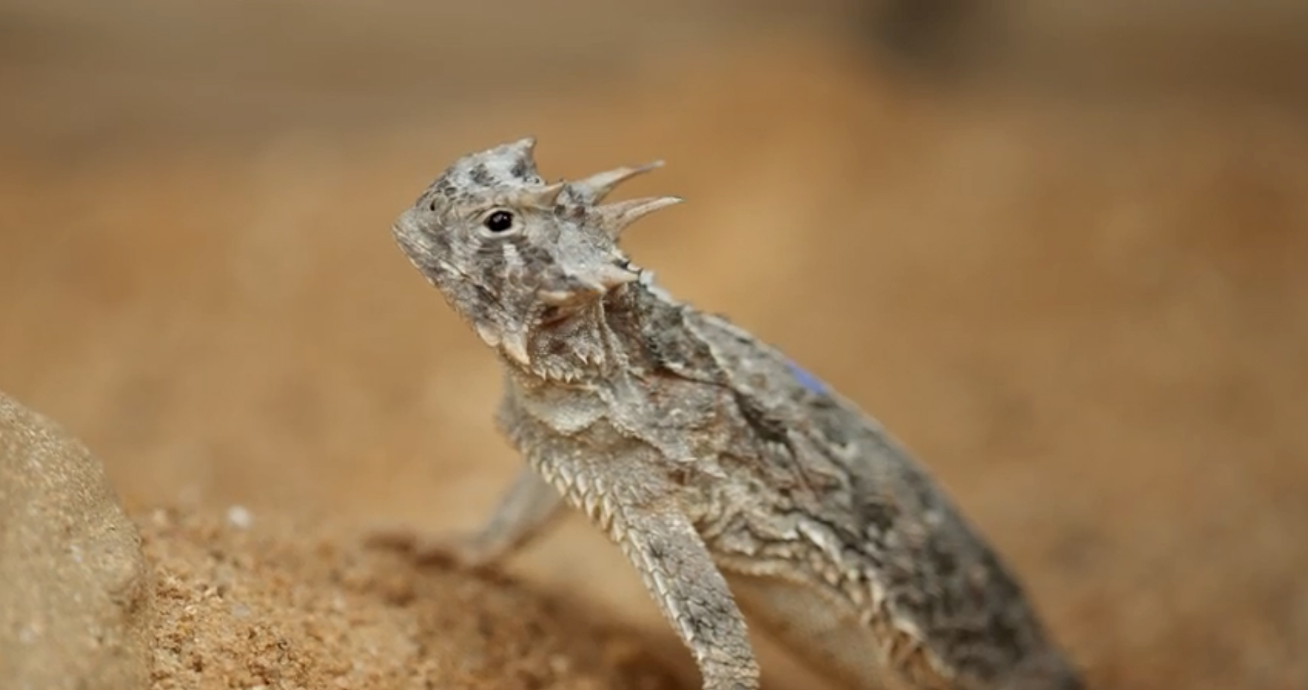 Horned frog standing on sand