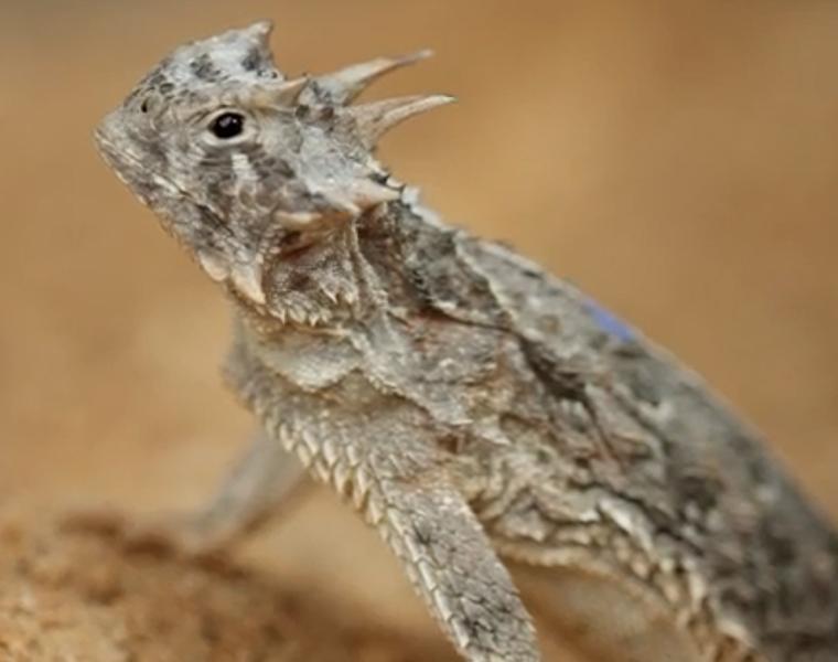 real horned frog