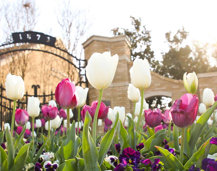 tulips in front of a campus entrance